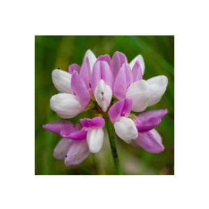 Astragalus